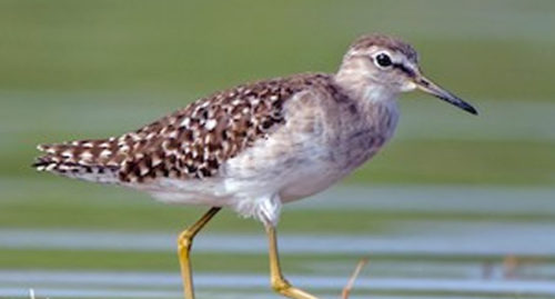 SCIENTIFIC NAME OF WOOD SANDPIPER