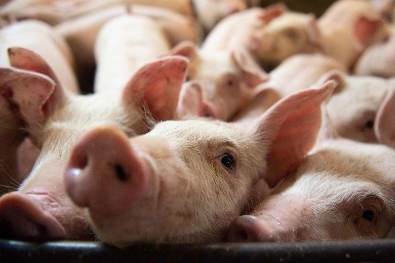 Cebu Live Hogs