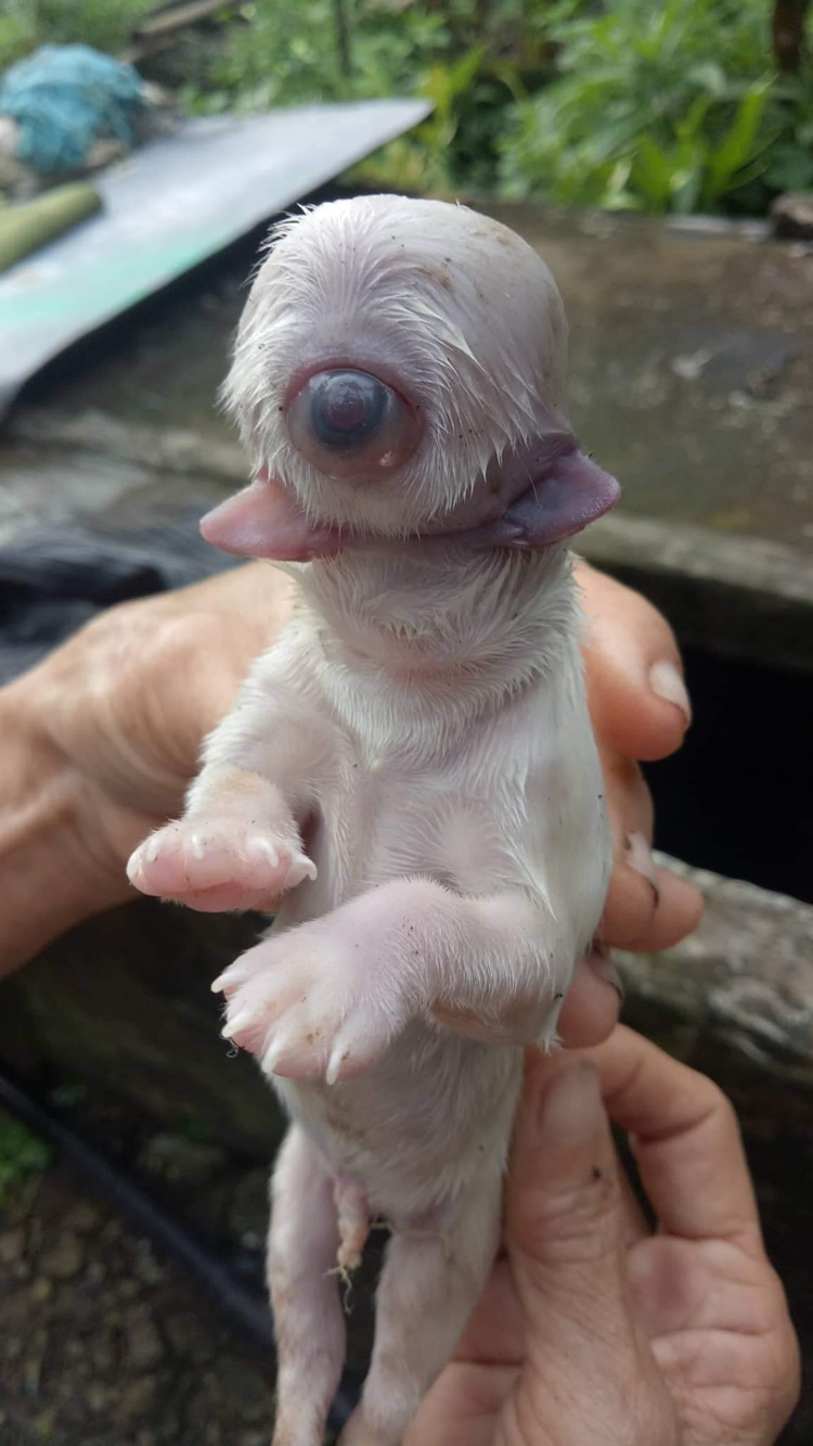 CYCLOPS PUPPY