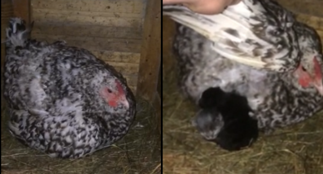 Chicken Thinks Kittens Are Her Chicks Goes Viral Online