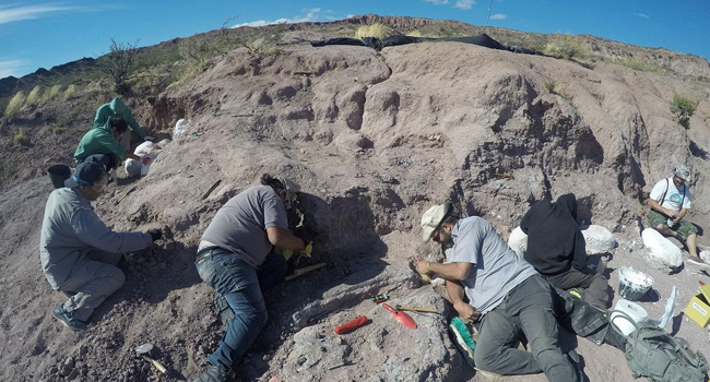 Fossils Of Oldest Huge Dinosaur Group Member Discovered In Argentina 