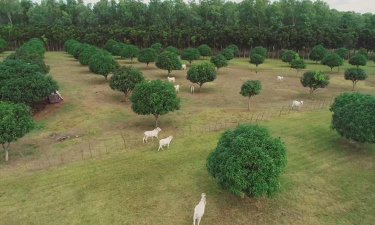 Bea Alonzo Farm: 16-Hectare Beati Firma Of Kapuso Actress | PhilNews