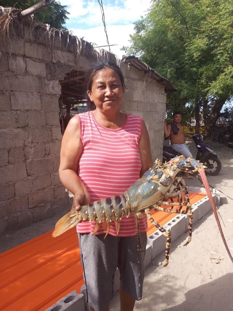 giant spiny lobster