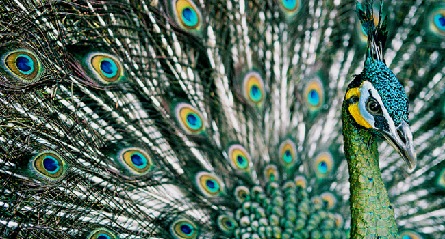 SCIENTIFIC NAME OF GREEN PEAFOWL