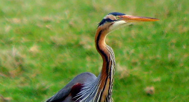 SCIENTIFIC NAME OF PURPLE HERON