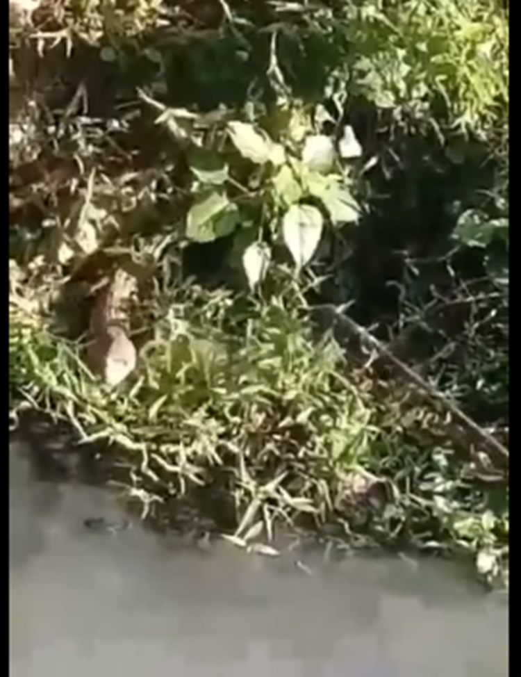 Crocodile