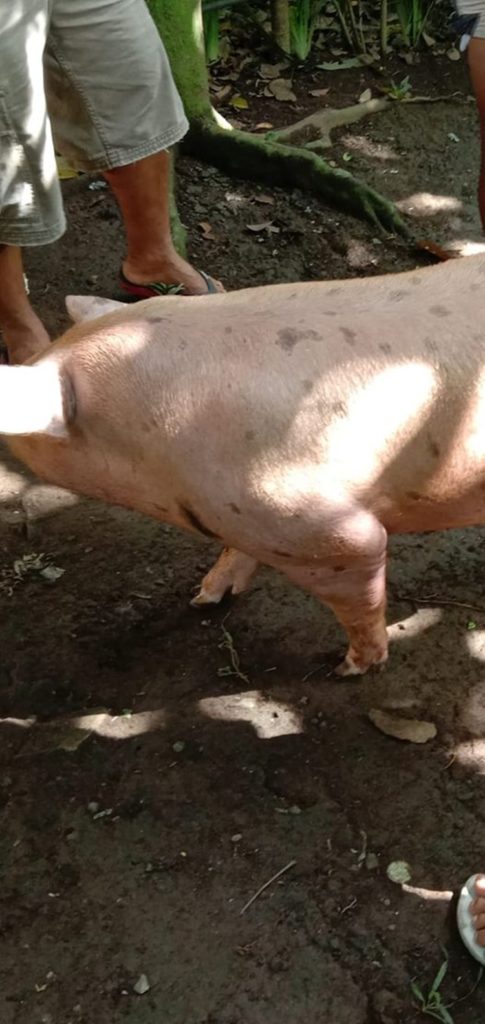Disappointed Hog Raiser