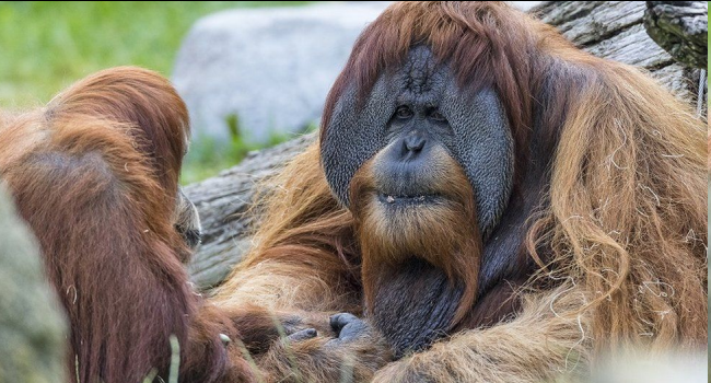 Great Apes Vaccinated Against COVID-19: First Non-Human Vaccinations