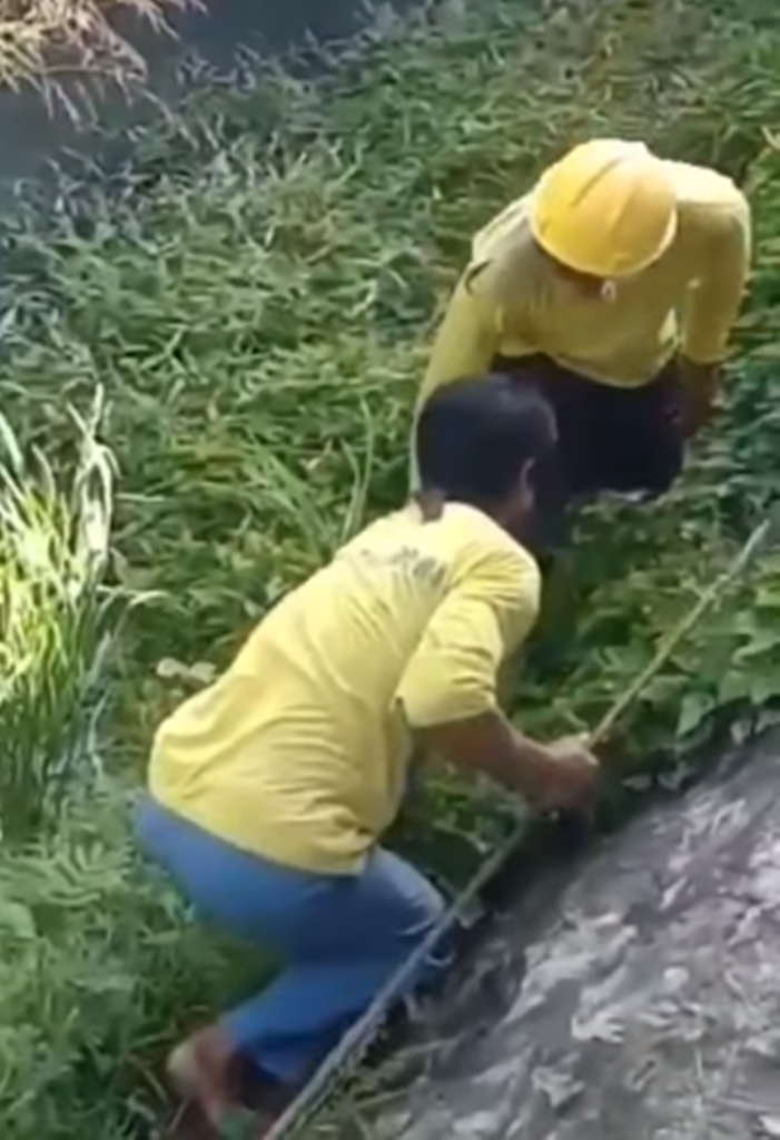 Crocodile