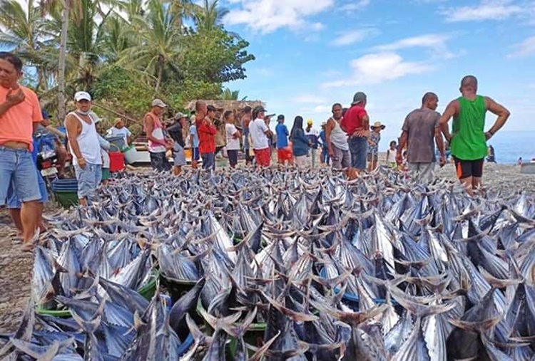 skipjack tuna