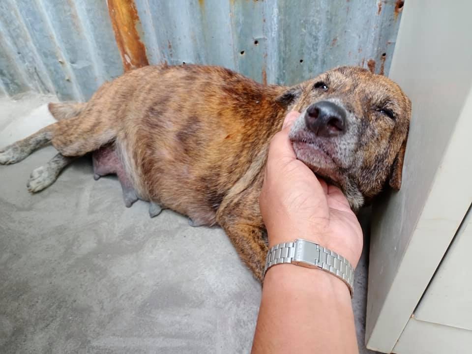 Pregnant Dog