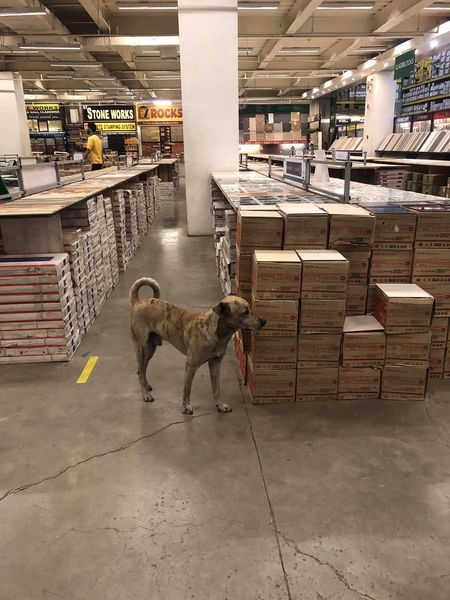 Hardware Store Stray Dogs