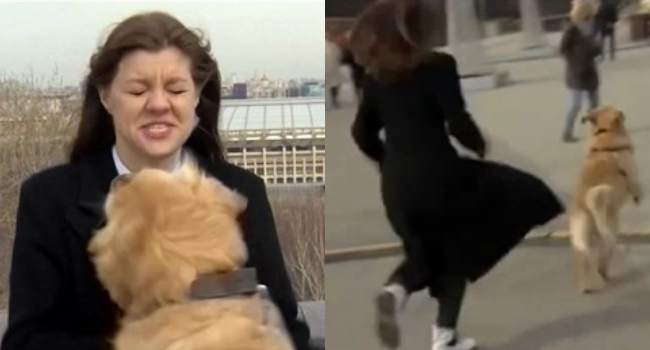 Dog Steals Reporter's Mic While Live But Stole Viewers Hearts (VIDEO)