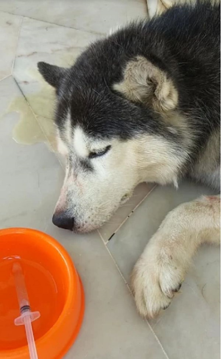 Husky