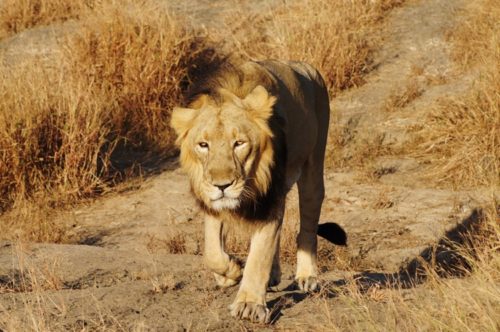 Lions in India