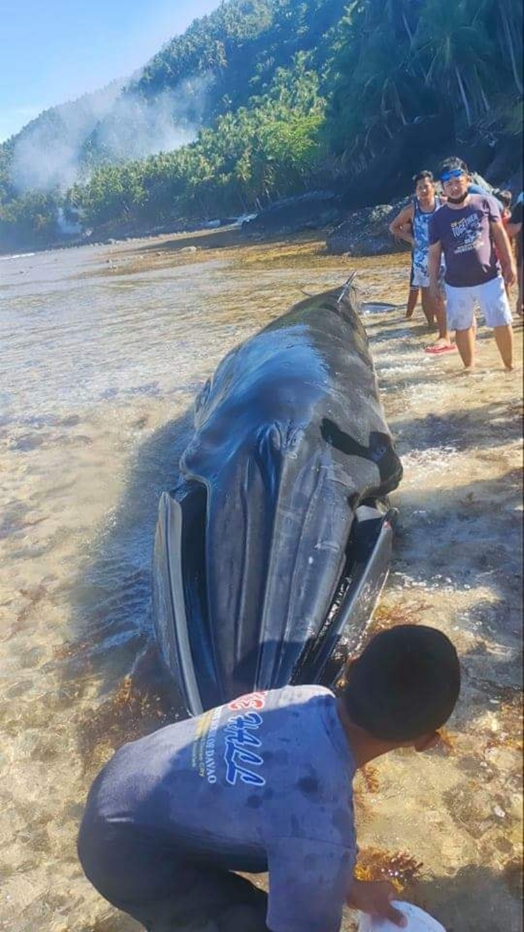 Huge Whale