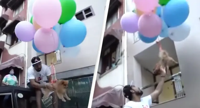 YouTuber Arrested For Tying Dog To Helium Balloons Making It Float