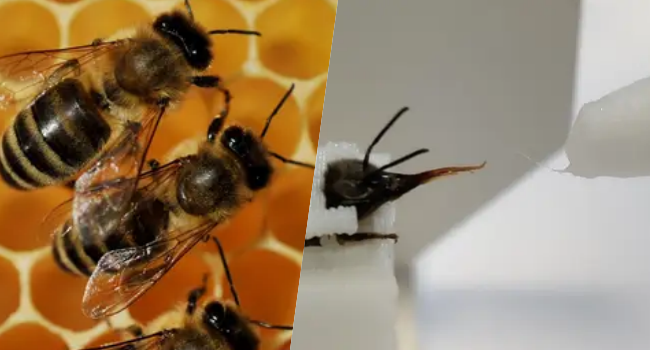 Scientists Train Bees To Detect COVID-19 In Mere Seconds