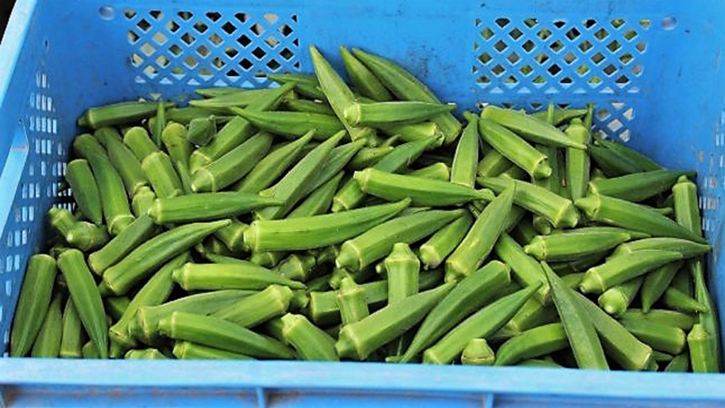 Okra to South Korea