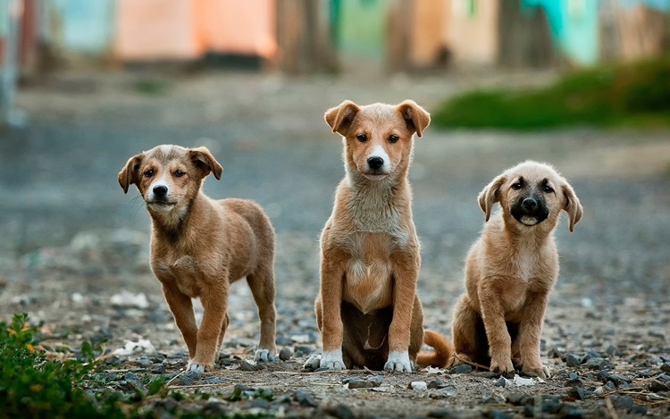 Pet Retirement Home Pampanga