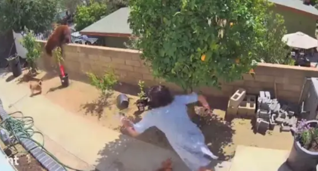 Woman Fights Bear That Almost Destroyed Her Precious Plants