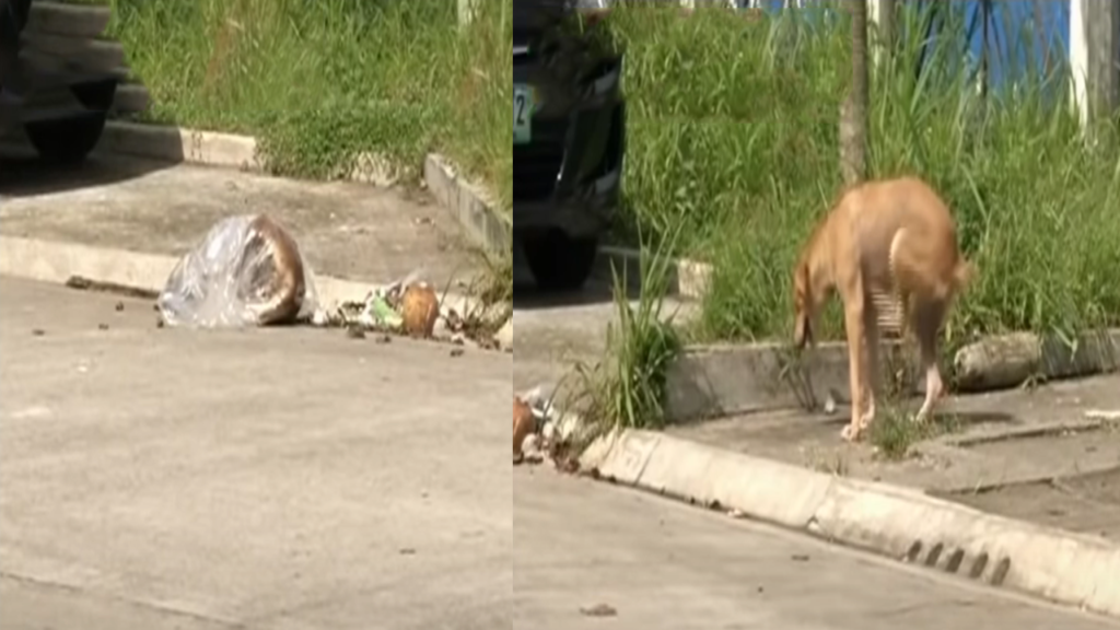 Poisoned Dogs in Bacolod