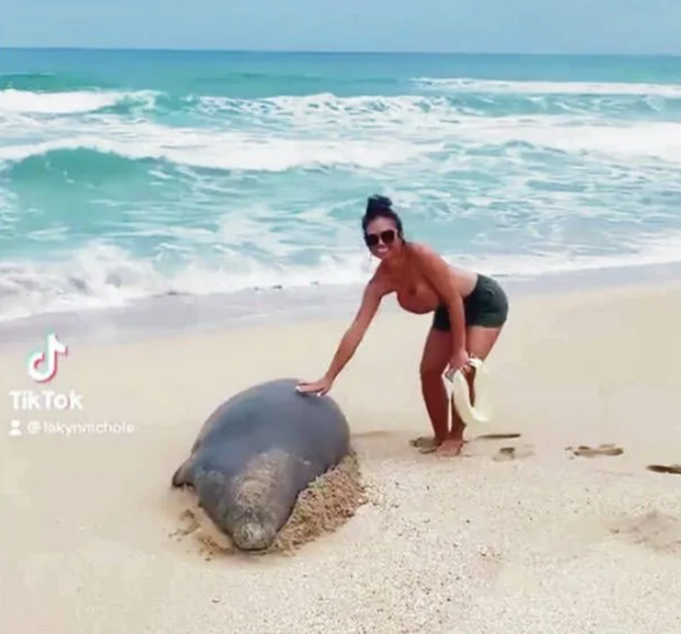 Endangered Seal