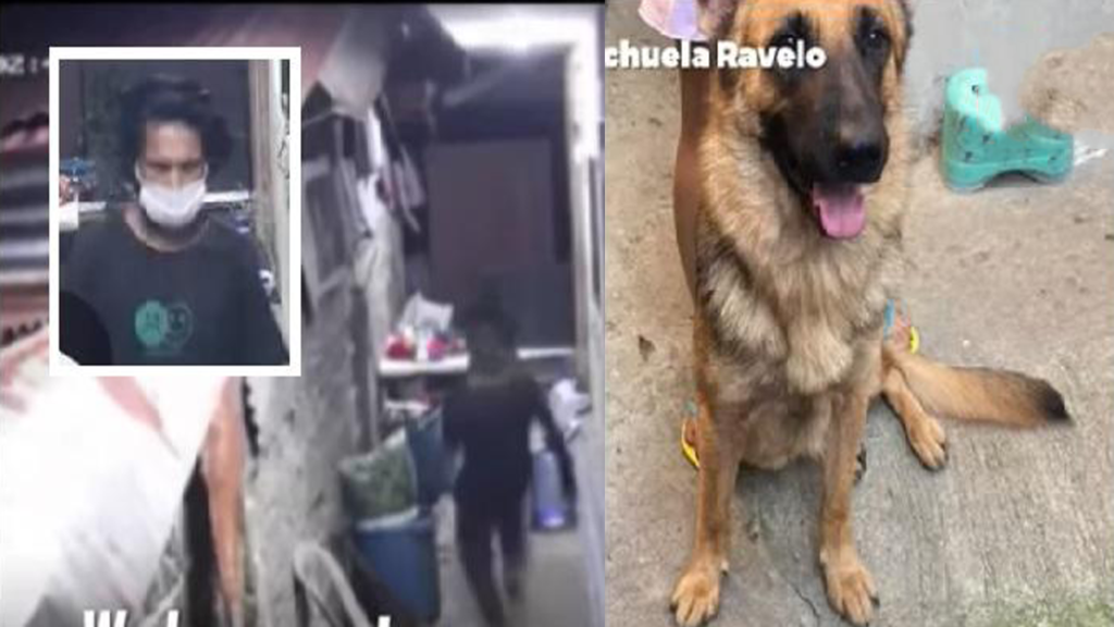 Akyat Bahay Thieves Dog