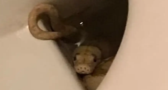 Python Bites Man In Genital Area As He Sits Down Toilet