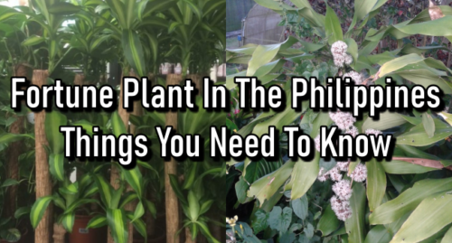 Fortune Plant Philippines Things You Need To Know