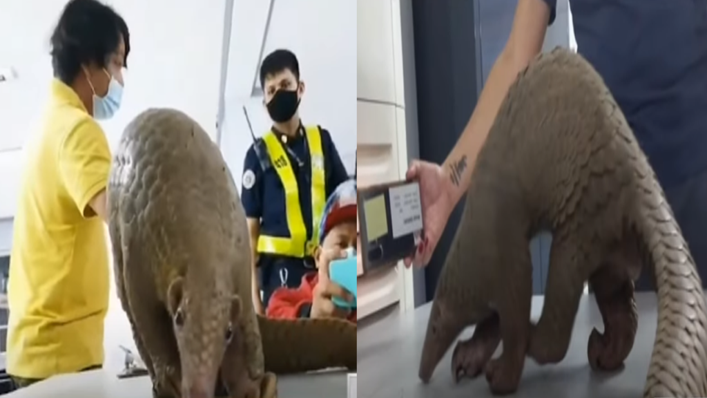 Endangered Pangolin in Muntinlupa