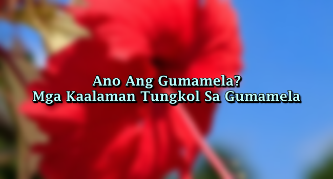Ano Ang Gumamela? – Mga Kaalaman Tungkol Sa Gumamela