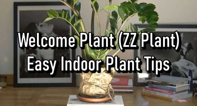 Welcome Plant (ZZ Plant) – Easy Indoor Plant Tips