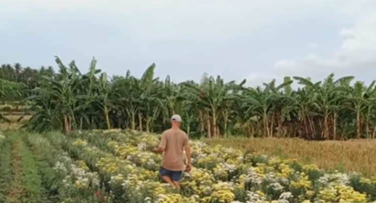 Flower Farm