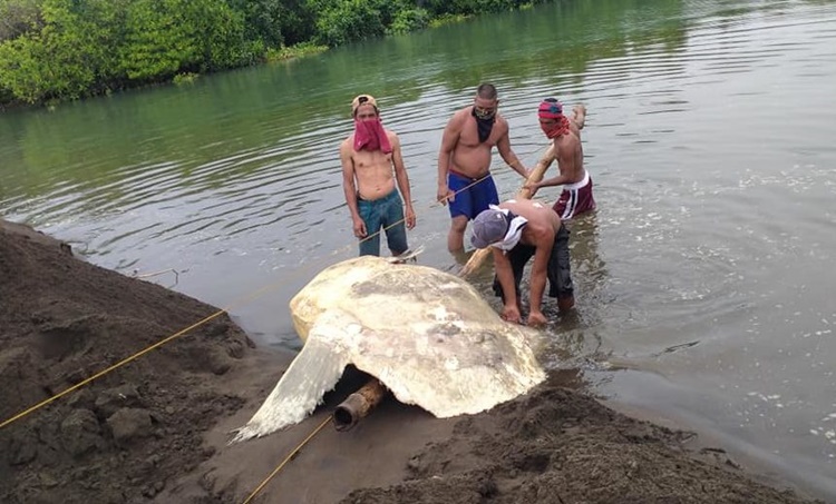 Local Fisherfolks of Quezon Province Found Dead Mola-Mola in Tayabas Bay