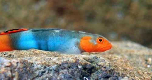 Red-Headed Goby Fish
