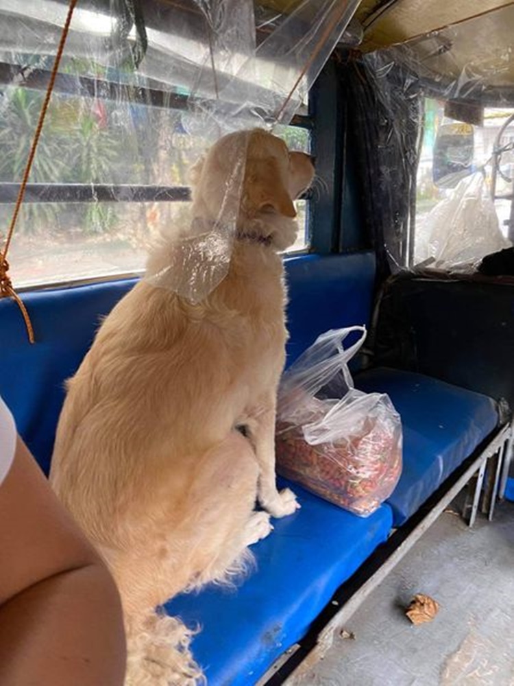 Adorable Dog Goes Viral & Capture Hearts of Netizens After Riding Jeepney