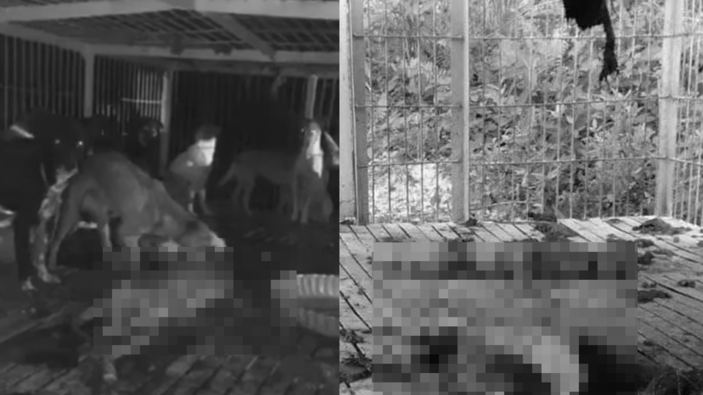 Cebu Pound Abandoned Dogs