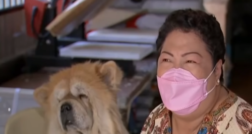 Lost Chow-Chow