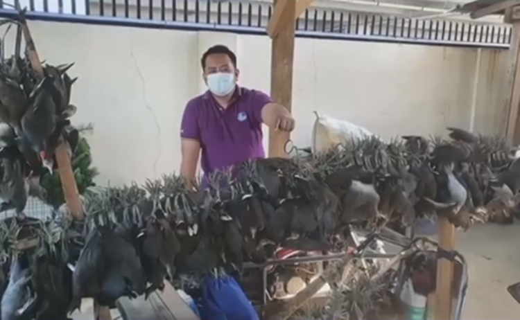 Native Birds