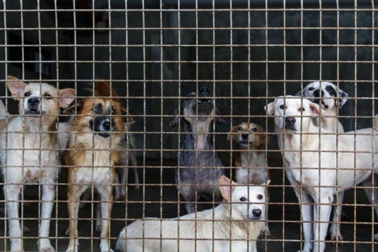 Netizens Condemn Video Of Impounded Dogs Left Unfed Inside Cage