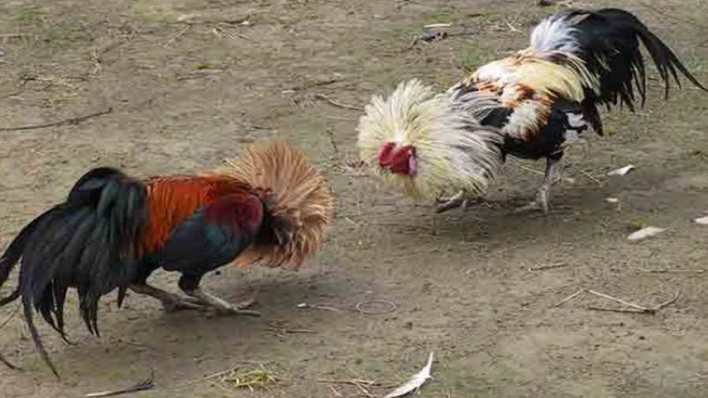 Cavite Sabungeros