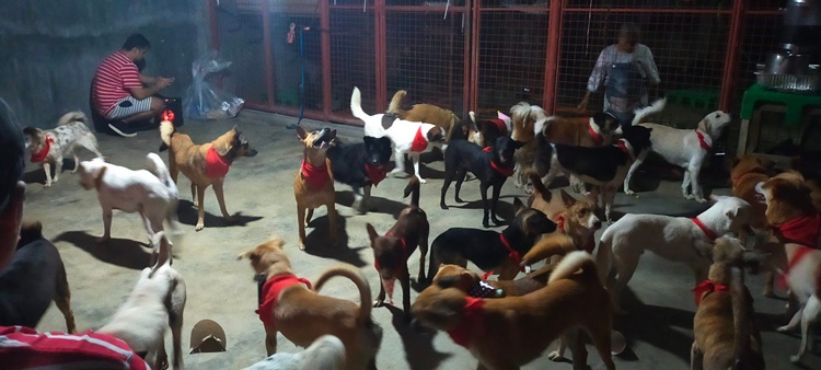 Animal Welfare Group