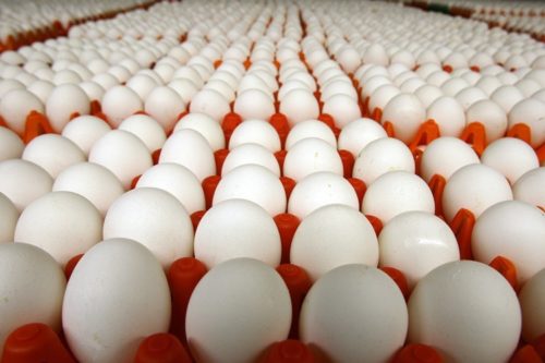 Egg Supply