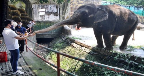 Mayor Isko Moreno Elephant Mali