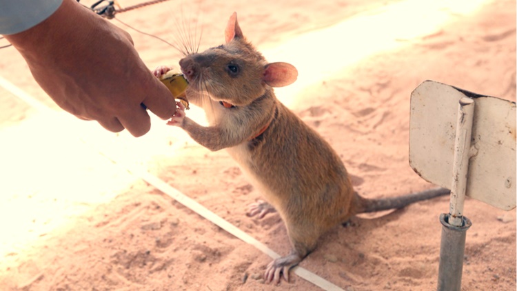Hero Rat