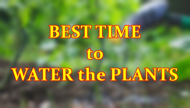 watering the plants