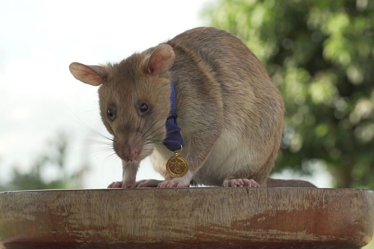 Hero Rat