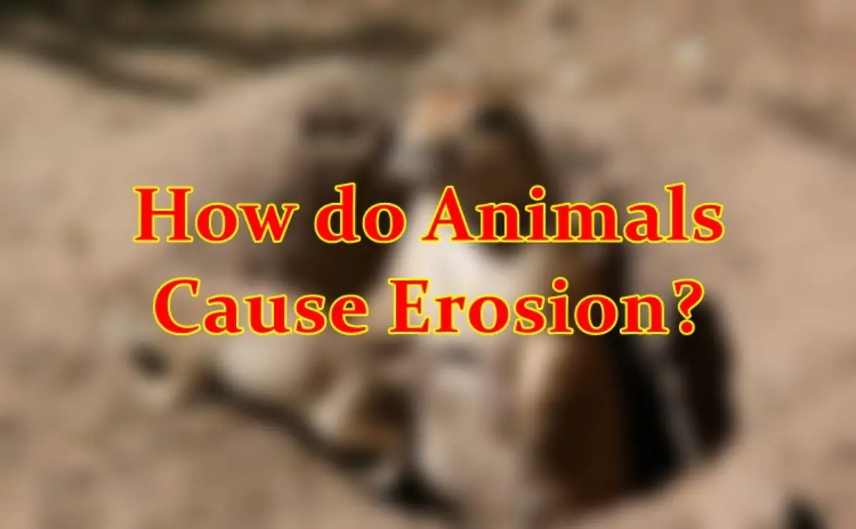 How do Animals Cause Erosion? (Answer)
