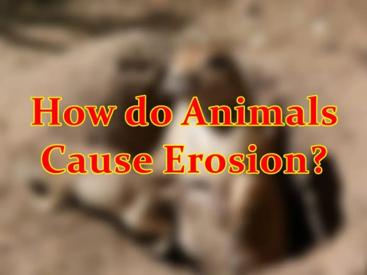 How do Animals Cause Erosion? (Answer)